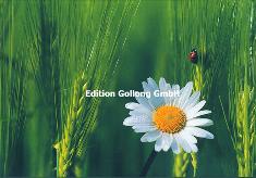 Klappkarte Gnseblmchen mit Marienkfer